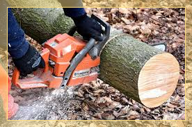 Tree removal Midrand