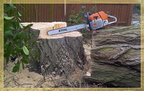 Tree removal Silverton